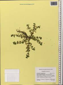 Lysimachia arvensis subsp. arvensis, Caucasus, Krasnodar Krai & Adygea (K1a) (Russia)