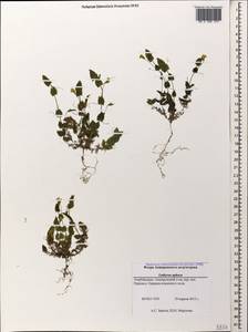 Lathyrus aphaca L., Caucasus, Azerbaijan (K6) (Azerbaijan)