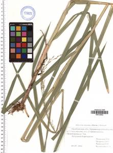 Glyceria maxima (Hartm.) Holmb., Eastern Europe, Eastern region (E10) (Russia)