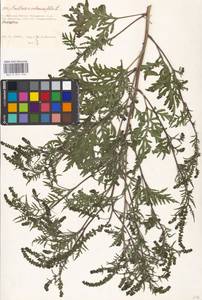 Ambrosia artemisiifolia L., Eastern Europe, Moscow region (E4a) (Russia)