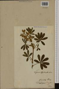 Lupinus micranthus Guss., Botanic gardens and arboreta (GARD) (Lithuania)
