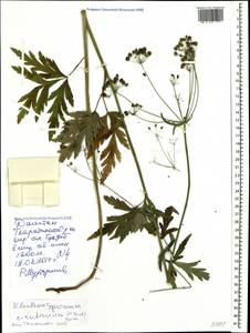 Eleutherospermum cicutarium (M. Bieb.) Boiss., Caucasus, Dagestan (K2) (Russia)