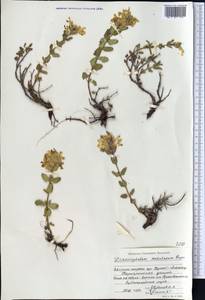 Dracocephalum nodulosum Rupr., Middle Asia, Northern & Central Tian Shan (M4) (Kazakhstan)