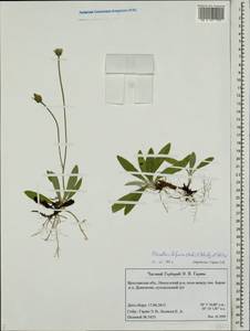 Pilosella bifurca (M. Bieb.) F. W. Schultz & Sch. Bip., Eastern Europe, Central forest region (E5) (Russia)