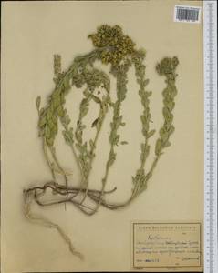 Haplophyllum suaveolens (DC.) G. Don, Western Europe (EUR) (Bulgaria)