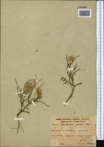 Phalacrachaena calva (Ledeb.) Iljin, Middle Asia, Northern & Central Kazakhstan (M10) (Kazakhstan)