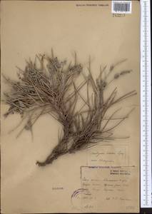 Onobrychis echidna Lipsky, Middle Asia, Western Tian Shan & Karatau (M3)