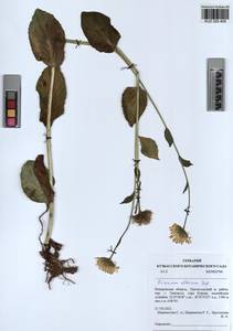 Doronicum altaicum Pall., Siberia, Altai & Sayany Mountains (S2) (Russia)