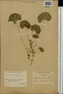 Malva pusilla Sm., Middle Asia, Caspian Ustyurt & Northern Aralia (M8) (Kazakhstan)