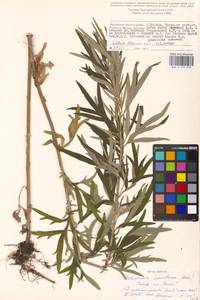 Artemisia umbrosa Turcz. ex DC., Eastern Europe, Moscow region (E4a) (Russia)