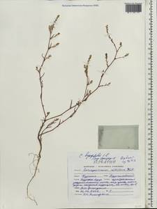Corispermum hyssopifolium L., Eastern Europe, Central forest-and-steppe region (E6) (Russia)