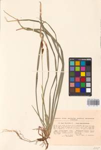 Carex brevicollis DC., Eastern Europe, South Ukrainian region (E12) (Ukraine)