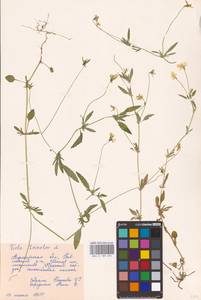 Viola tricolor L., Eastern Europe, Central forest-and-steppe region (E6) (Russia)
