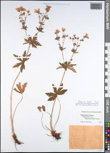 Geranium albiflorum Ledeb., Eastern Europe, Eastern region (E10) (Russia)