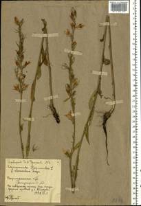 Campanula rapunculus L., Eastern Europe, Central forest-and-steppe region (E6) (Russia)