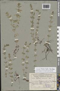 Cruciata glabra (L.) Opiz, Siberia, Altai & Sayany Mountains (S2) (Russia)