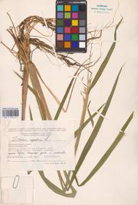 Zizania aquatica L., Eastern Europe, Central region (E4) (Russia)