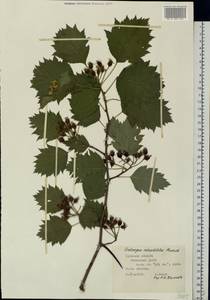 Crataegus chrysocarpa var. rotundifolia (Moench) J. B. Phipps & Sennikov, Eastern Europe, Central region (E4) (Russia)