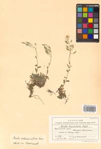 Draba cardaminiflora Kom., Siberia, Russian Far East (S6) (Russia)