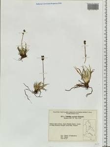 Tofieldia coccinea Richardson, Siberia, Russian Far East (S6) (Russia)