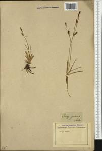 Carex panicea L., Eastern Europe, Latvia (E2b) (Latvia)