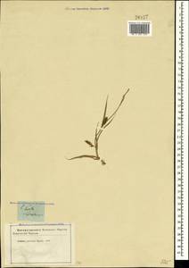 Carex hirta L., Crimea (KRYM) (Russia)