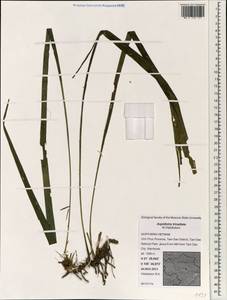 Aspidistra triradiata Vislobokov, South Asia, South Asia (Asia outside ex-Soviet states and Mongolia) (ASIA) (Vietnam)