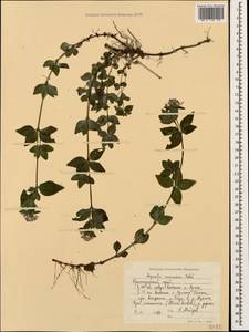 Asperula taurina L., Caucasus, Krasnodar Krai & Adygea (K1a) (Russia)