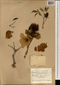 Adansonia digitata L., Africa (AFR) (Mali)