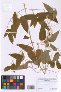 Clematis recta L., Eastern Europe, Moscow region (E4a) (Russia)