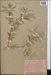 Salix pycnostachya Anderss., Middle Asia, Pamir & Pamiro-Alai (M2) (Tajikistan)