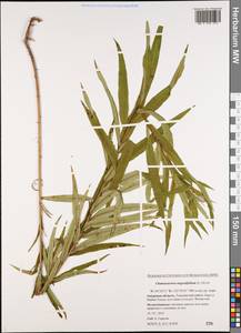Chamaenerion angustifolium (L.) Scop., Siberia, Russian Far East (S6) (Russia)