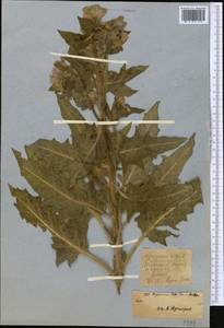 Hyoscyamus niger L., Middle Asia, Kopet Dag, Badkhyz, Small & Great Balkhan (M1) (Turkmenistan)