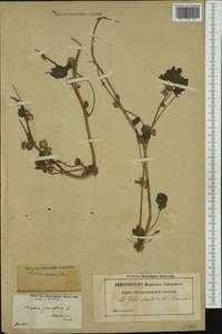 Malva parviflora L., Western Europe (EUR) (France)