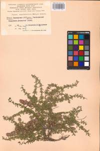 MHA 0 157 262, Thymus guberlinensis Iljin, Eastern Europe, Eastern region (E10) (Russia)