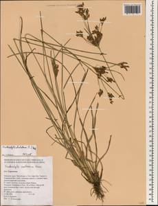 Fimbristylis dichotoma (L.) Vahl, South Asia, South Asia (Asia outside ex-Soviet states and Mongolia) (ASIA) (Thailand)