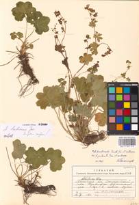 Alchemilla hebescens Juz., Eastern Europe, Moscow region (E4a) (Russia)