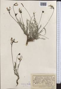 Astragalus sumbari Popov, Middle Asia, Kopet Dag, Badkhyz, Small & Great Balkhan (M1) (Turkmenistan)