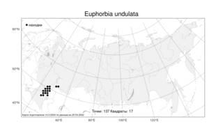 Euphorbia undulata M.Bieb., Atlas of the Russian Flora (FLORUS) (Russia)