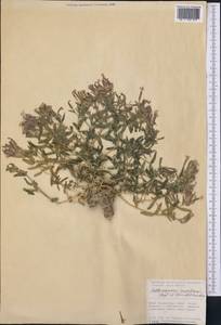 Gypsophila sewerzowii (Regel & Schmalh.) R. Kam., Middle Asia, Pamir & Pamiro-Alai (M2) (Tajikistan)