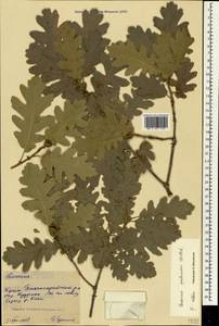 Quercus pubescens Willd. , nom. cons., Crimea (KRYM) (Russia)