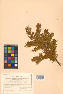 Taxus cuspidata Siebold & Zucc., Siberia, Russian Far East (S6) (Russia)