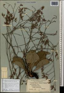 Limonium scoparium (Pall. ex Willd.) Stankov, Caucasus, Dagestan (K2) (Russia)