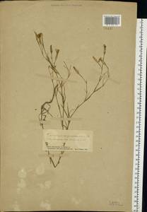Dianthus campestris M. Bieb., Eastern Europe, South Ukrainian region (E12) (Ukraine)