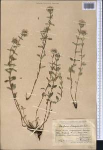Ziziphora clinopodioides Lam., Middle Asia, Dzungarian Alatau & Tarbagatai (M5) (Kazakhstan)