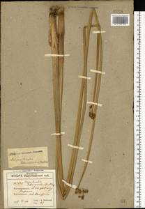 Schoenoplectus lacustris (L.) Palla, Eastern Europe, South Ukrainian region (E12) (Ukraine)
