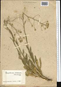 Lepidium ferganense Korsh., Middle Asia, Muyunkumy, Balkhash & Betpak-Dala (M9) (Kazakhstan)