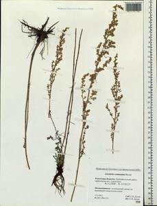 Artemisia pubescens Ledeb., Siberia, Baikal & Transbaikal region (S4) (Russia)