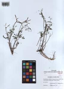 KUZ 001 463, Astragalus ceratoides M. Bieb., Siberia, Altai & Sayany Mountains (S2) (Russia)
