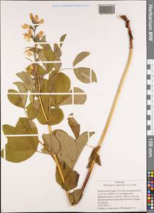 Thermopsis lanceolata R.Br., Siberia, Chukotka & Kamchatka (S7) (Russia)